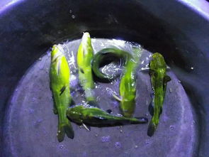 水產(chǎn)品價(jià)格交流與市場趨勢分析
